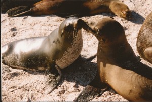 Sea lions kissing
